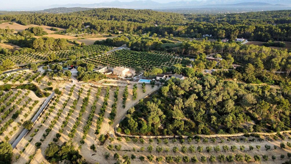 An aerial view of a vineyard with rows of grapevines, a swimming pool, and scattered buildings amidst a hilly landscape. 5