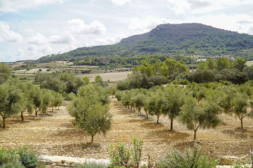 A rural landscape with olive groves, a hill, and scattered fields. 4
