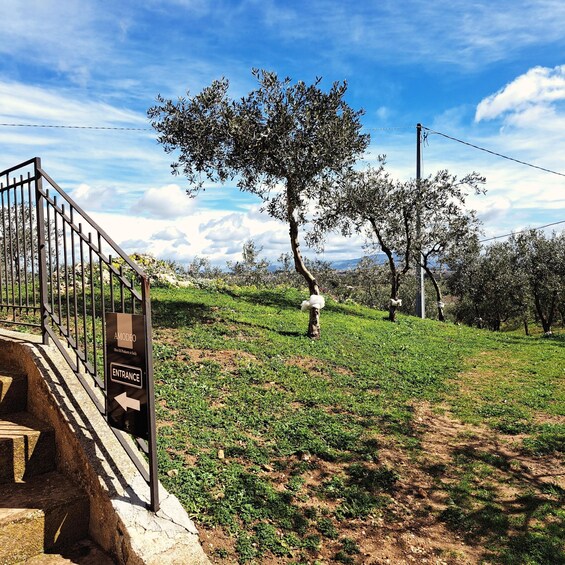 A rural landscape with olive trees, a sign indicating an entrance to an olive oil production area, and a clear blue sky. 2