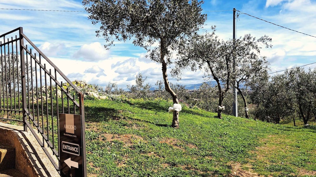 Picture 15 for Activity WestSicily: Olive Oil Experience & Tastings at Amodeo's Farm 2