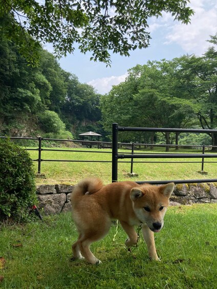A Shiba Inu dog in a grassy enclosure with a stone wall and metal fencing, surrounded by trees and a clear sky. 2