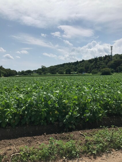 A vast field of green crops under a partly cloudy sky. 1