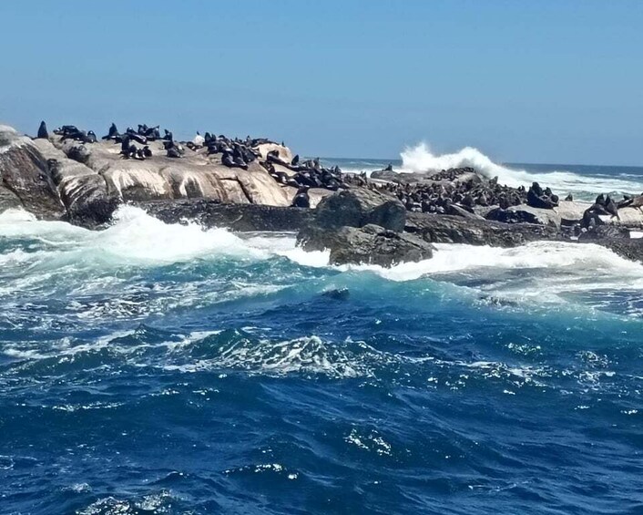 A rocky coastline with waves crashing against the rocks and a group of seals resting on the rocks. 2