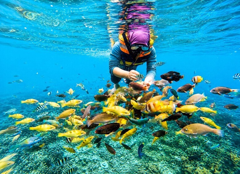 A person feeding fish in a clear blue underwater environment. 4