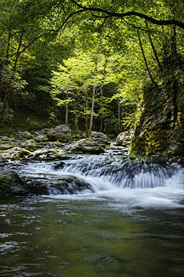 A forest stream with flowing water, surrounded by trees and rocks. 4