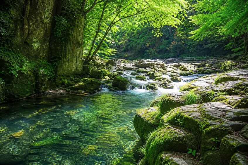 A clear stream flowing over rocks, surrounded by lush green foliage. 5