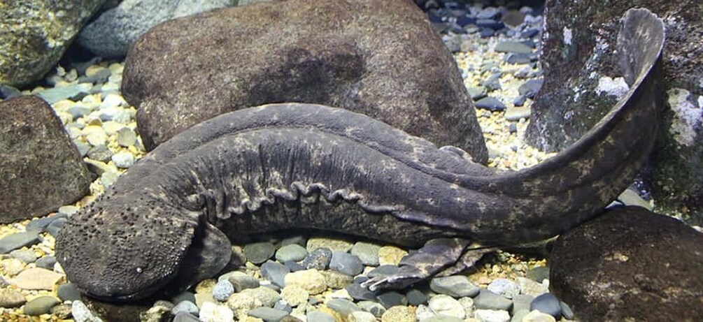 A fish with a textured body and fins, swimming among rocks and pebbles. 3