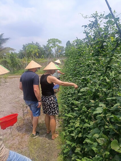 Two people harvesting plants in a field with a fence and trees in the background. 3