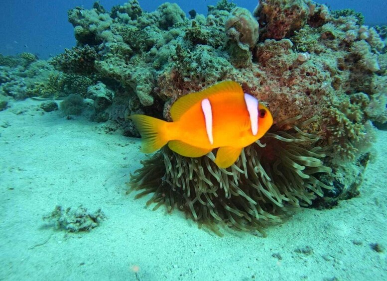 A clownfish among sea anemones. 3