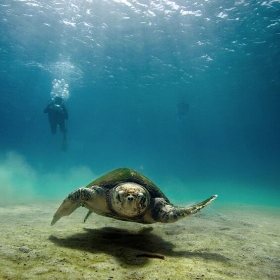 A sea turtle swimming underwater with divers in the background. 1