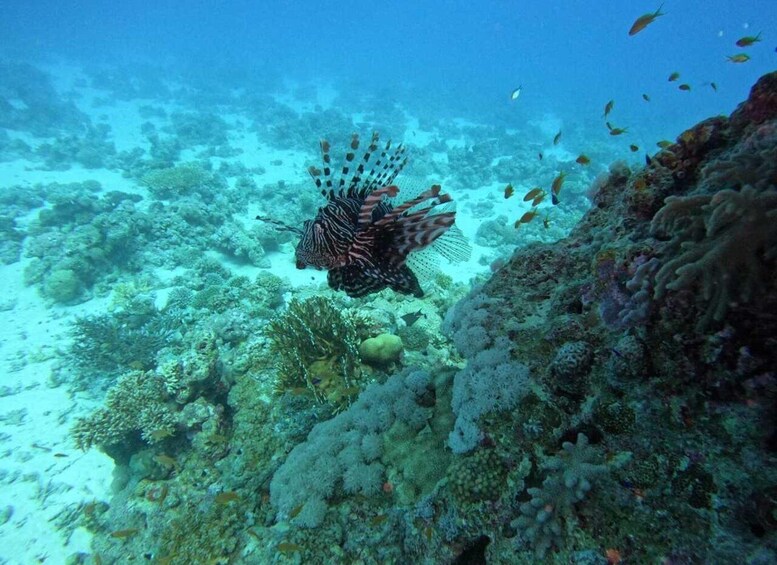 A lionfish swimming among coral reefs. 5