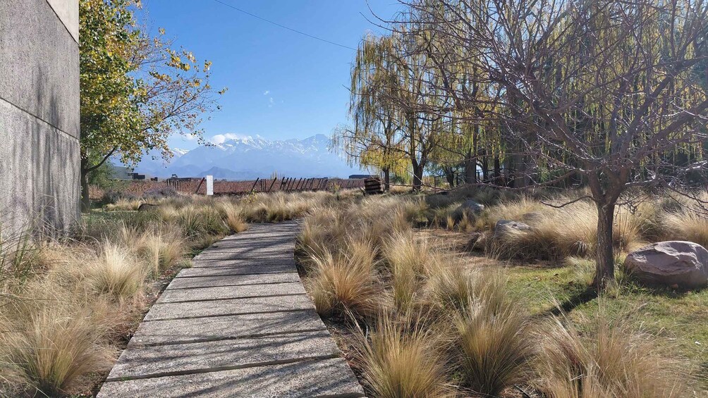 A concrete pathway flanked by tall grasses and trees, leading towards a mountainous backdrop. 2