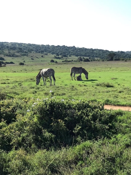 Zebras grazing in a grassy field with a hilly landscape in the background. 3