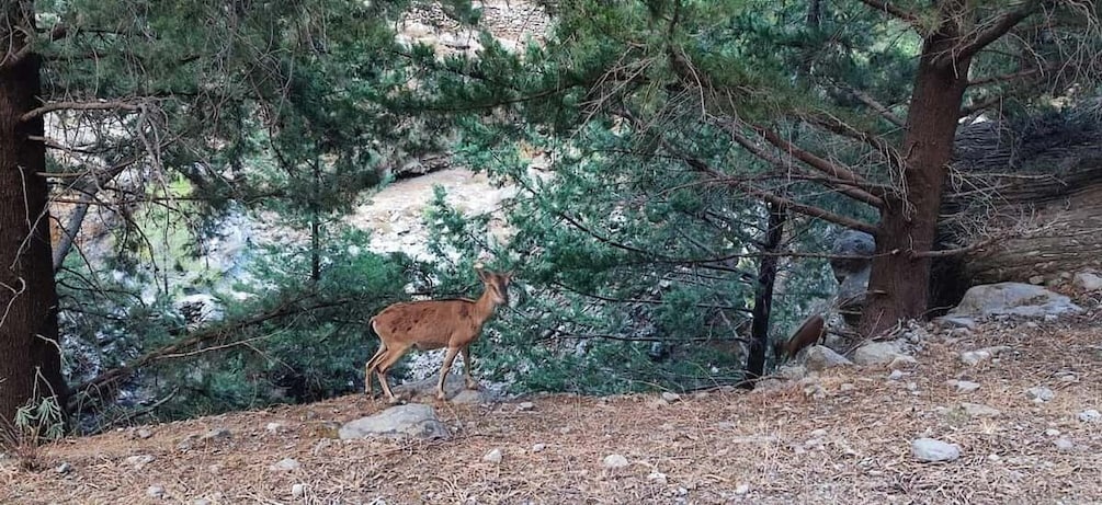 A deer in a forested area with trees and rocky terrain. 2