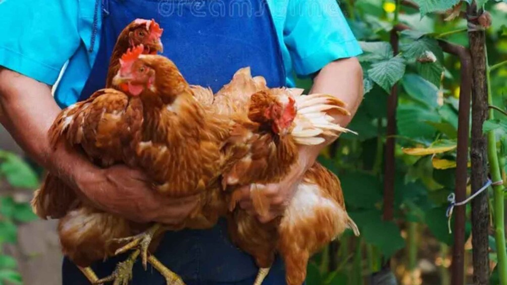 A person holding chickens in an outdoor setting with greenery. 1