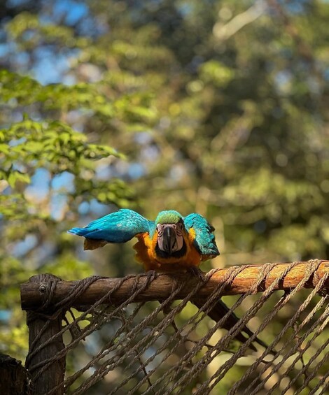 A parrot perched on a rope barrier. 5