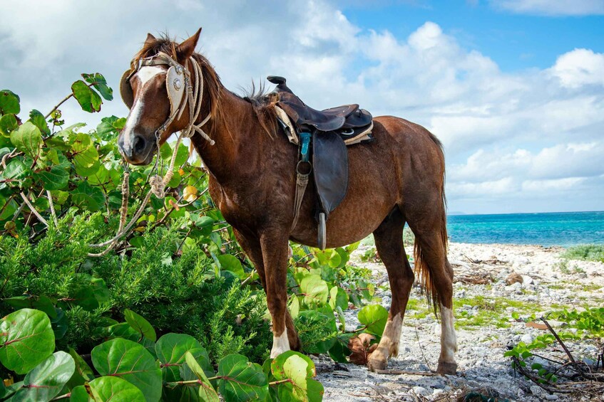A horse with a saddle standing on a beach with green vegetation and the ocean in the background. 3