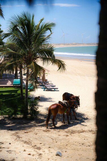A beach with palm trees, a horse, and wind turbines in the distance. 4