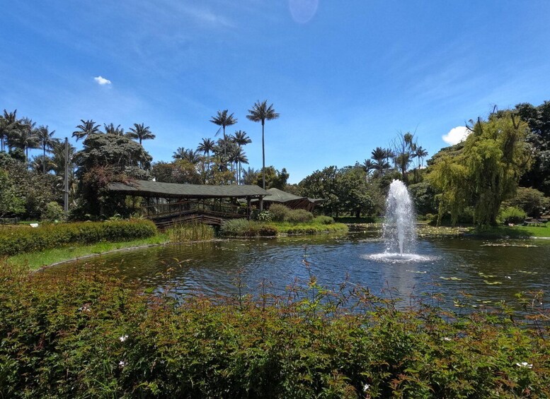 A pond with a fountain, surrounded by lush greenery and palm trees. 5
