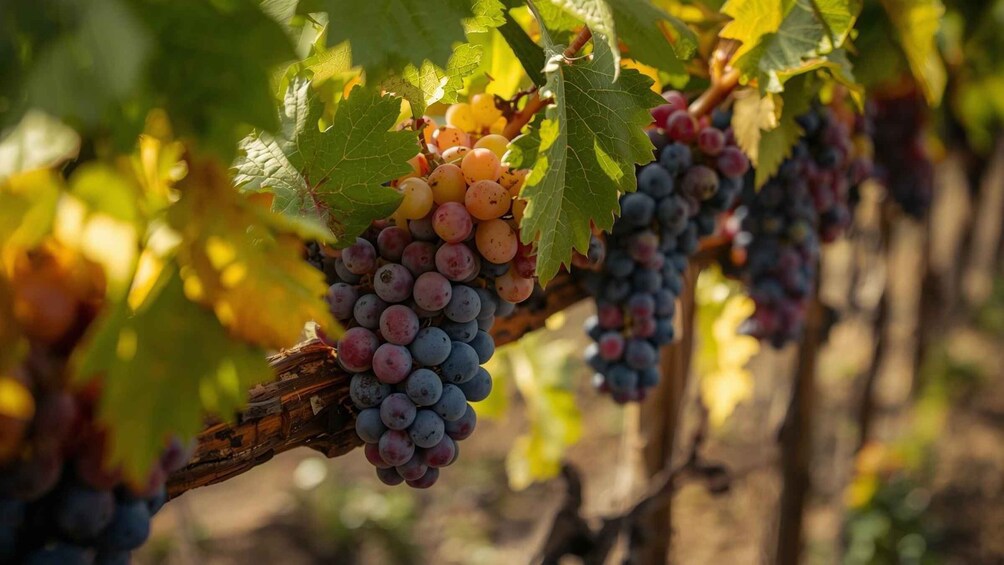 A vineyard with clusters of grapes in various stages of ripeness. 2