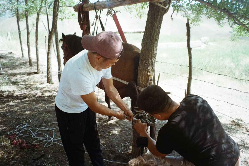 Two people working on a horse in a wooded area with a fence in the background. 5