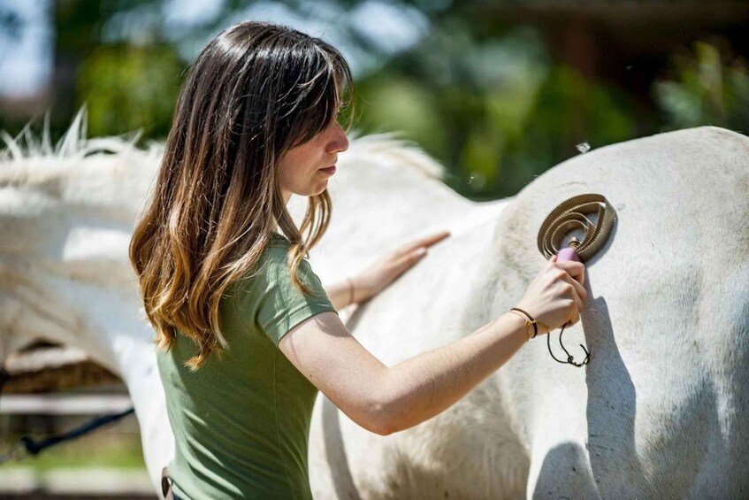 A person milking a cow. 1