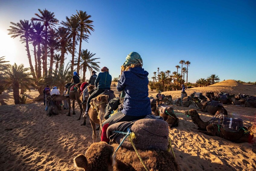 A camel ride in a desert with palm trees and a clear sky. 3