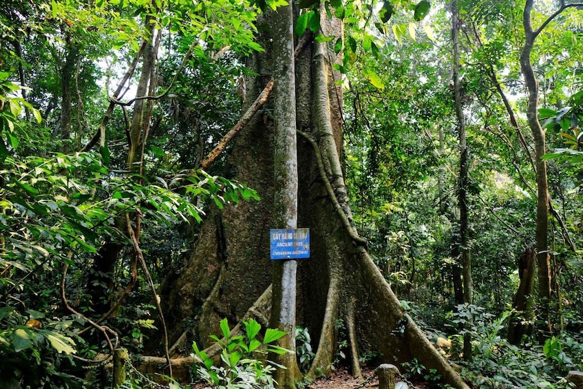 A dense forest with a large tree featuring exposed roots and a sign indicating 'CAY BANG GECAT Ancient Tree.' 2