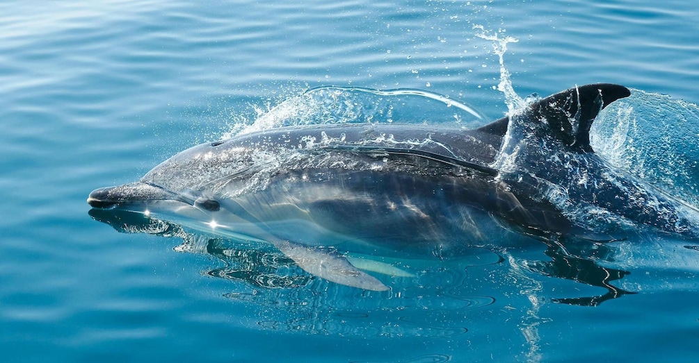A dolphin breaching with water splashing around it. 2