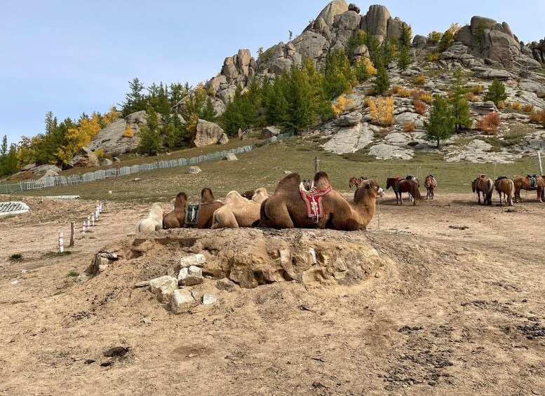 A group of camels resting on a rocky terrain with a mountainous backdrop. 2