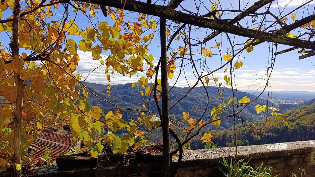 A vineyard with yellow leaves, a stone wall, and a view of distant mountains. 3
