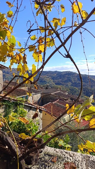 A vineyard with yellow leaves, stone buildings, and a mountainous backdrop. 4