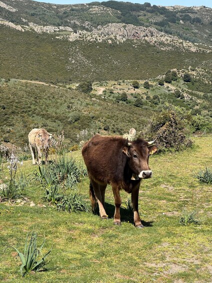 A brown calf standing in a grassy field with a mountainous backdrop. 4