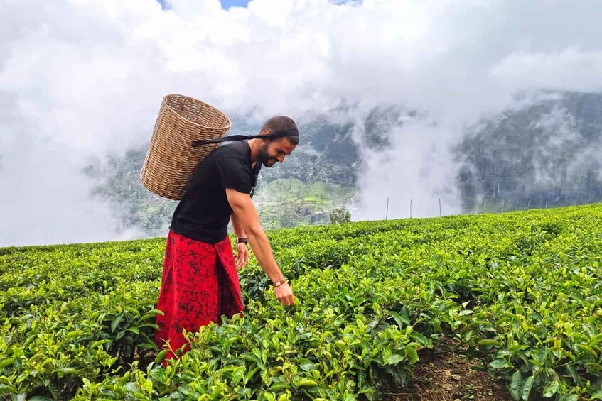 A person in a field with a large basket on their back. 1