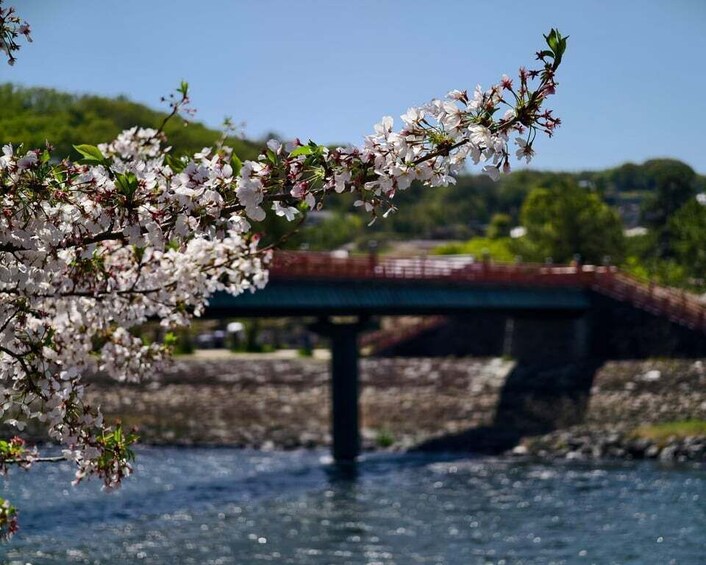 A bridge over a river with blooming trees in the foreground. 5