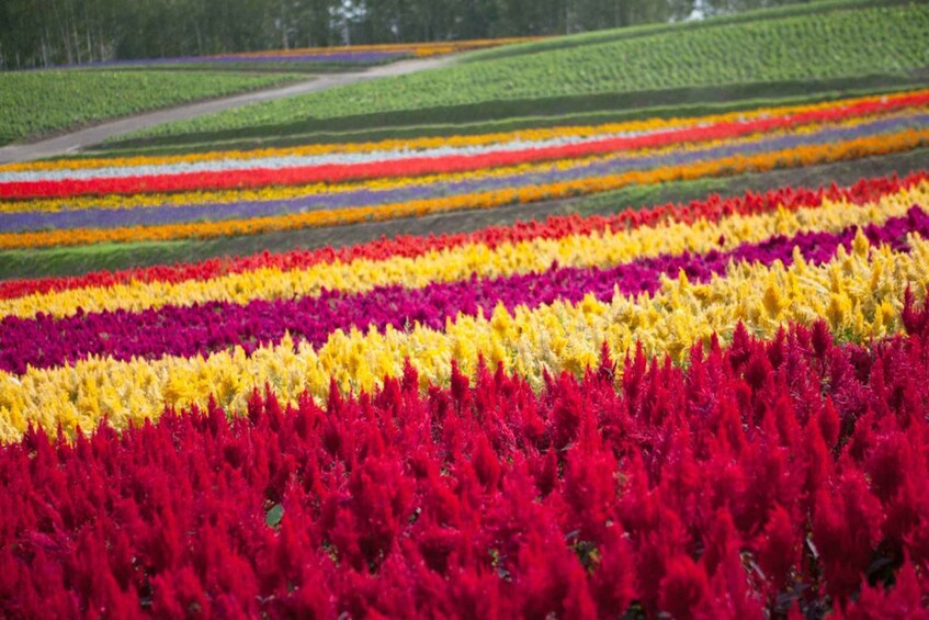 A field of vibrant flowers in various colors. 5