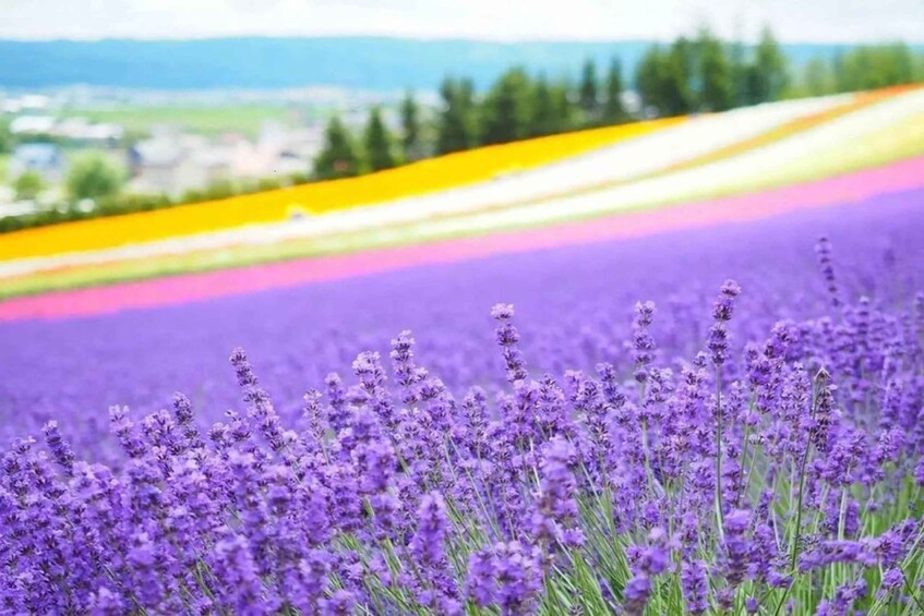 A lavender field with a colorful horizon. 2
