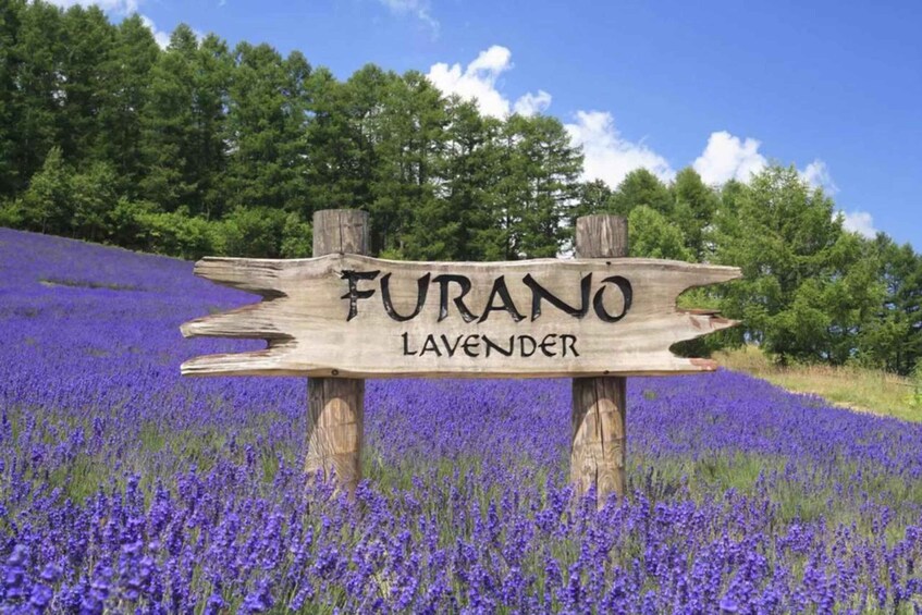 A wooden sign with 'Furano Lavender' written on it, surrounded by a field of lavender. 3