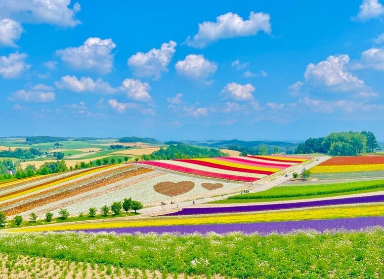 A vibrant flower field with distinct heart-shaped patterns and a clear blue sky. 1