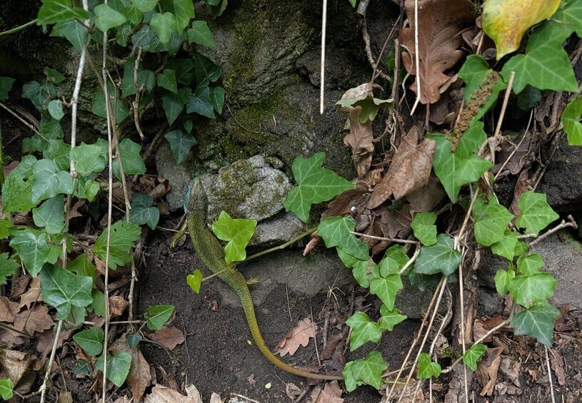 A green lizard on a moss-covered rock surrounded by green ivy and brown leaves. 4
