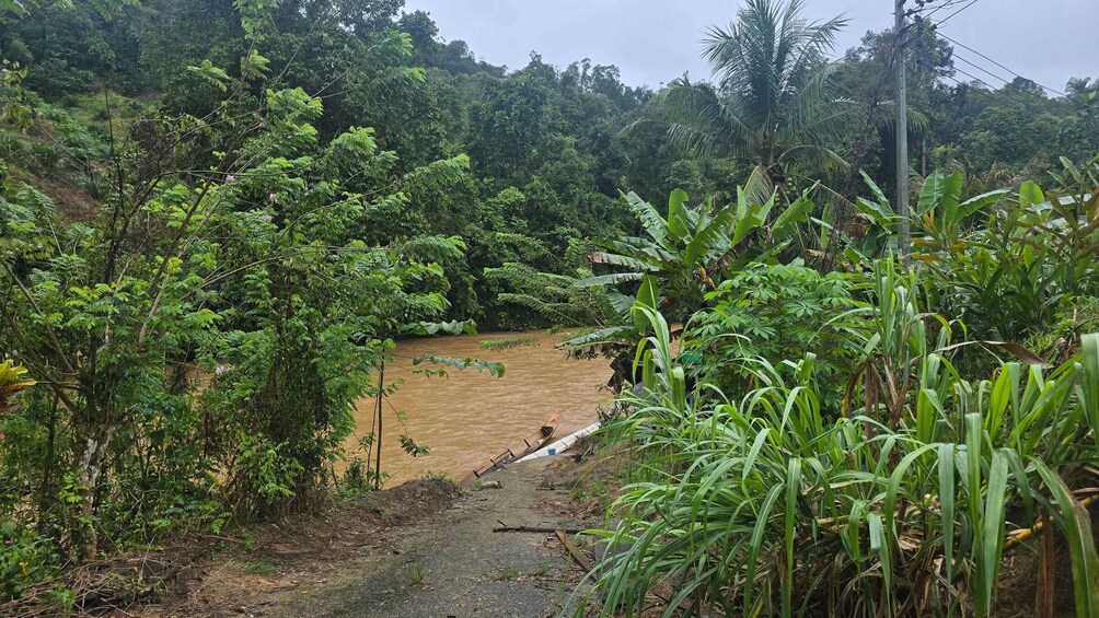 A river with a concrete path alongside it, surrounded by dense tropical vegetation. 4