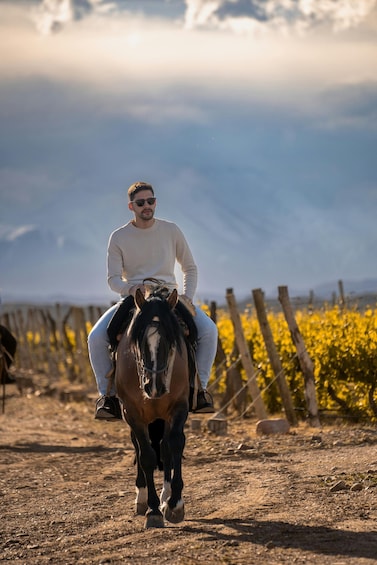 A person riding a horse on a dirt path with a vineyard in the background. 2