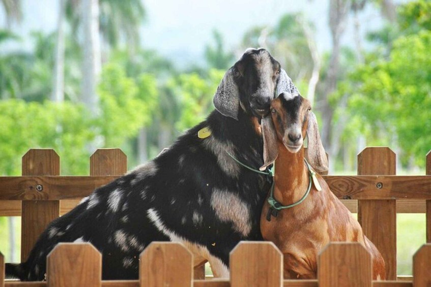 Two goats sitting on a wooden fence with a green background. 2