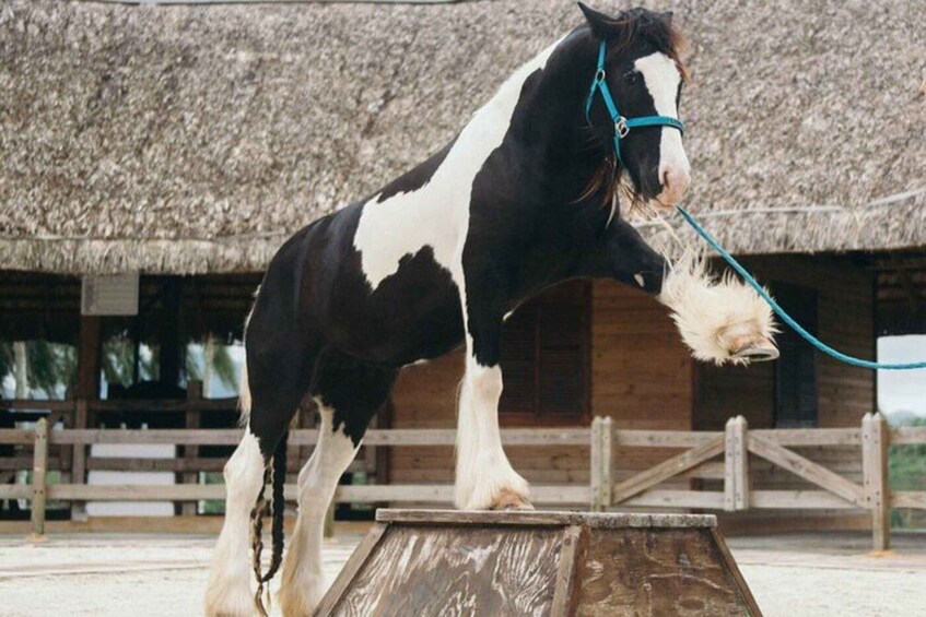 A black and white horse with a blue halter standing on a wooden platform. 1