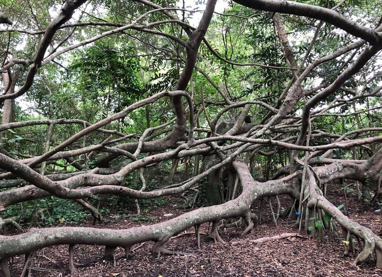 A dense forest with intertwined tree branches and a ground covered in dry leaves. 4