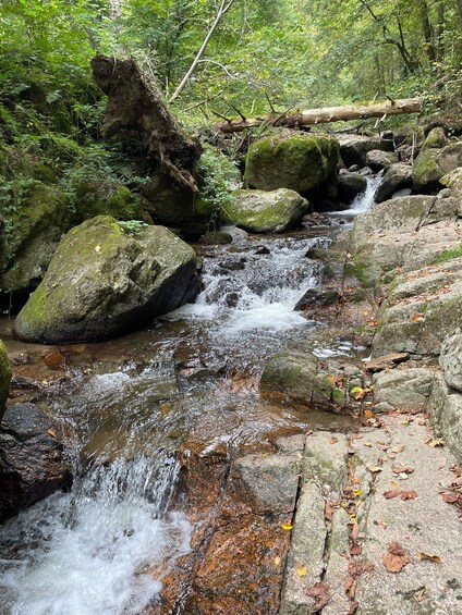 A forest stream with rocks and moss. 3