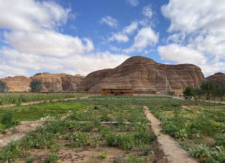 A desert landscape with a large rock formation in the background and a field of green vegetation in the foreground. 1