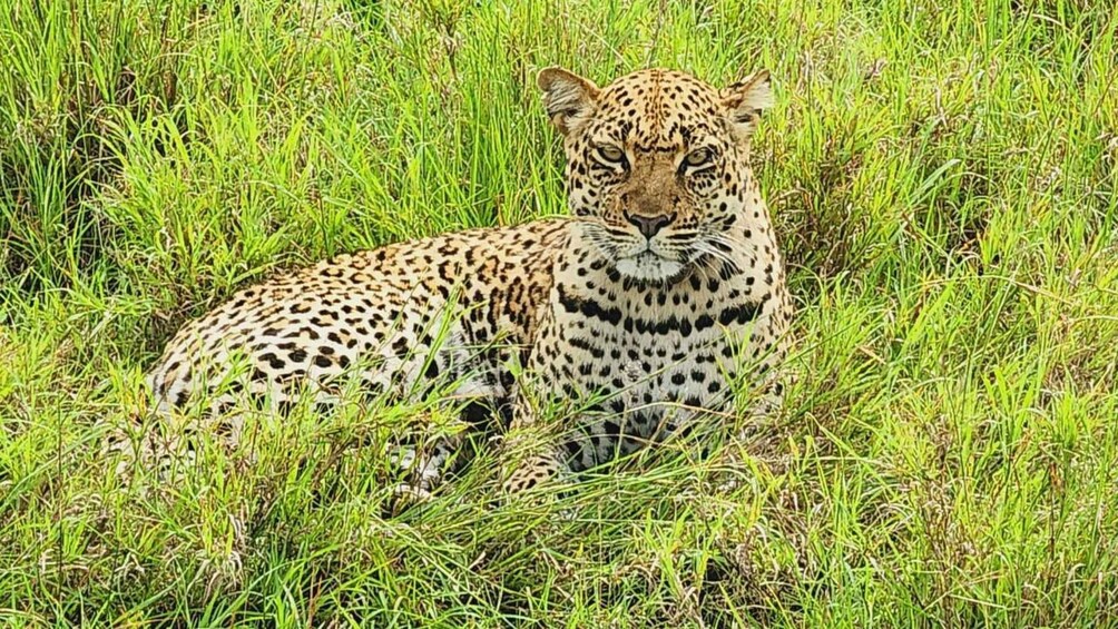 A leopard resting in tall grass. 2