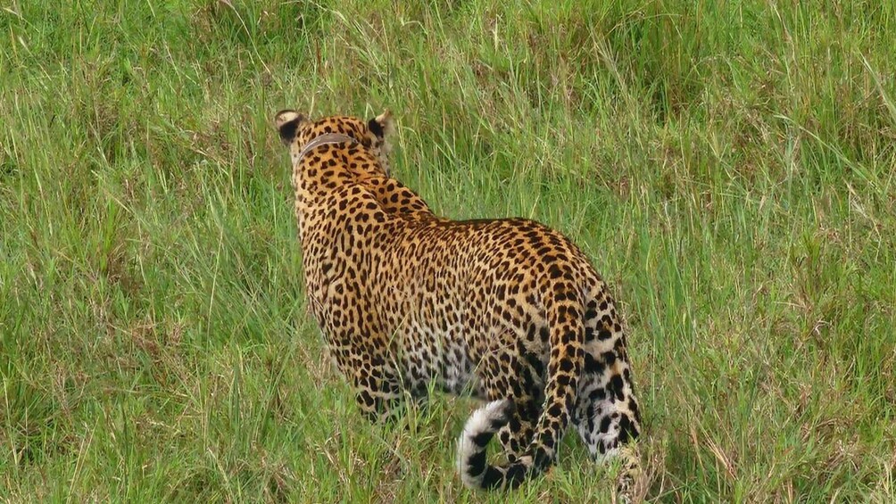 A leopard walking through tall grass. 5
