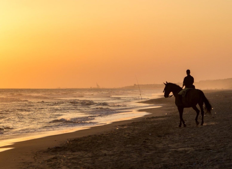 Picture 2 for Activity St. Simons Island: Coastal Beach Horseback Ride 4